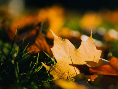 maple leaf, leaves, grass, nature, autumn, fall