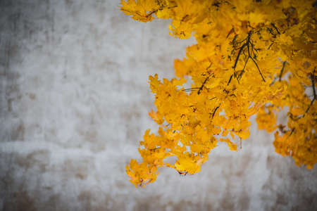 yellow, leaves, trees, branches, autumn, fall, nature
