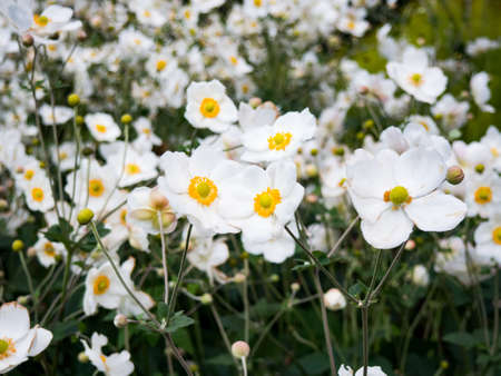 white, flowers, garden, nature, plants