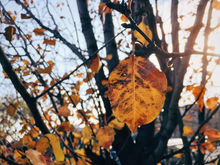 trees, leaves, nature, fall, autumn, sunshine, sunlight, branches