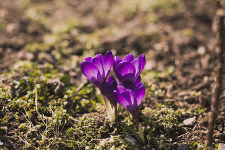 purple, flowers, garden, nature