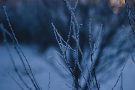 trees, branches, winter, cold, snow, nature, outdoors