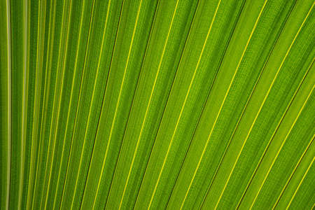 leaf, leaves, plants, green, nature, texture