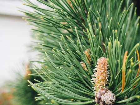 plants, nature, leaves, green, trees, pine, conifer, needles, bokeh