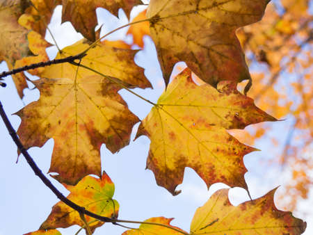 leaves, maple leaf, fall, autumn, nature, outdoors, trees, branches, sky