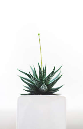 plants, nature, leaves, green, haworthia, succulents, garden, house, indoors