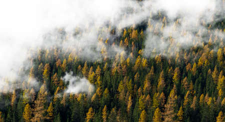 nature, landscape, forest, trees, clouds, fog, green