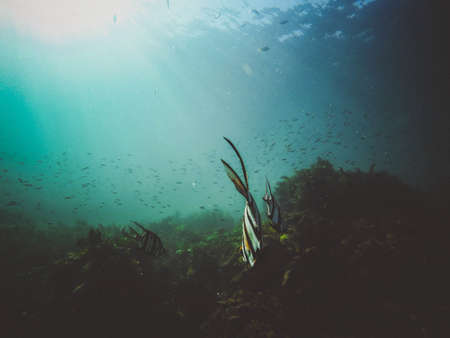 nature, water, ocean, sea, underwater, marine, life, animals, fish, schools, seaweeds, corals,...