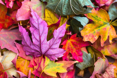 nature, leaves, stems, veins, bold, colors, fall, autumn