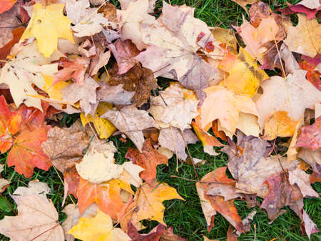 leaves, fall, autumn, nature, grass, ground, outdoors