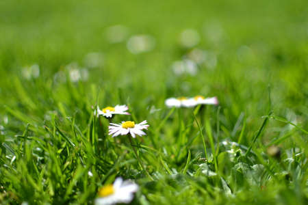 flowers, nature, blossoms, wild, grass, white, ground, outdoors, bokeh, still
