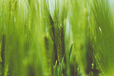 nature, grass, stems, stalks, braids, outdoors, bokeh, green