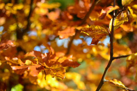 nature, leaves, stems, veins, bold, colors, fall, autumn, orange, vermilion, bokeh