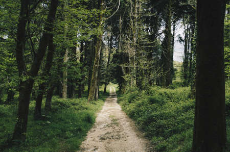 nature, forests, grass, bushes, trees, sky, road, path