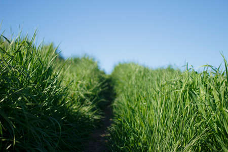 nature, grasslands, grass, road, path, sky, green, blue