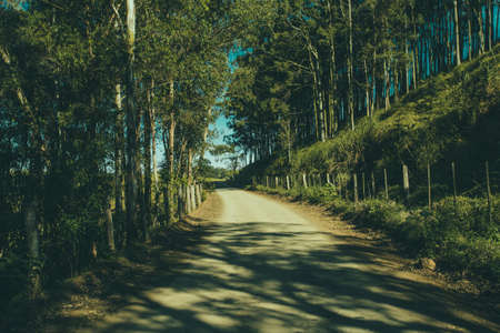 nature, forests, trees, fences, dirt, roads, paths, light, shadows
