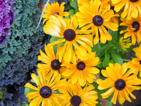 flowers, nature, blossoms, leaves, bed, field, stems, stalk, yellow, petals, outdoors, garden,...