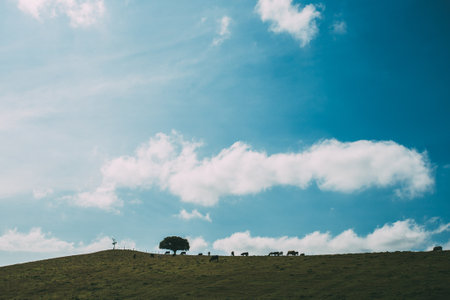 nature, landscape, plains, grass, trees, sky, clouds, horizon, silhouette, clear, blue