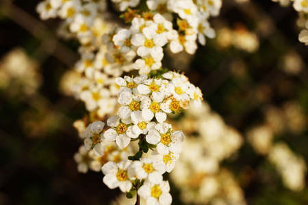 flowers, nature, blossoms, branches, stems, stalk, white, petals, bokeh, outdoors, garden