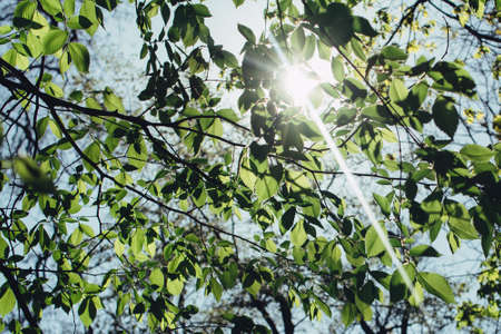 nature, trees, branches, leaves, sky, light, rays, leaks, summer, spring