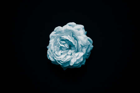 flowers, nature, blossoms, roses, white, petals, still, indoors