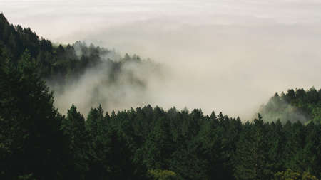nature, forests, trees, pine, fog, green, white