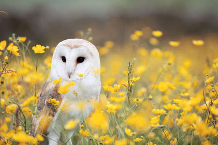 animals, birds, owl, field, flowers, plants, stems, stalks, yellow, petals, still, bokeh, beautiful
