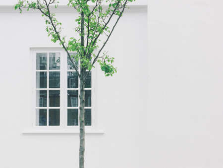 house, home, residence, exterior, window, panes, walls, tree, branches, leaves, minimalist, white