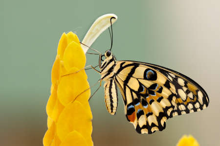 insects, butterfly, colors, beautiful, gorgeous, majestic,  geometric, shapes, flowers, blossoms,...