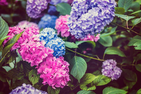 flowers, nature, blossoms, leaves, bed, field, clusters, pink, blue, purple, petals, macro, still,...