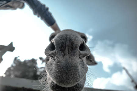 animals, mammals, camel, snout, whiskers, nose, cute, adorable, sky, clouds, worm's eye view,...