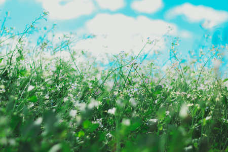 flowers, nature, blossoms, field, bed, white, purple, stems, stalks, petals, leaves, grass, bokeh,...
