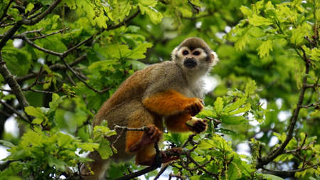 animals, mammals, monkeys, perched, trees, leaves, branches, outdoors, sanctuary