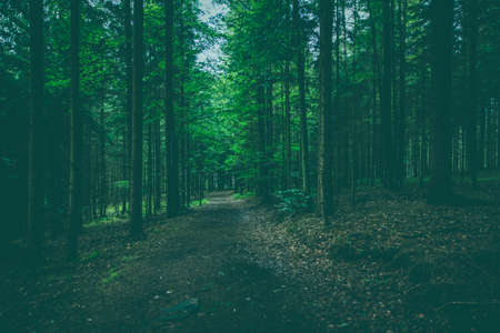 nature, forests, trees, roads, paths, fallen, leaves, trunks, branches, park