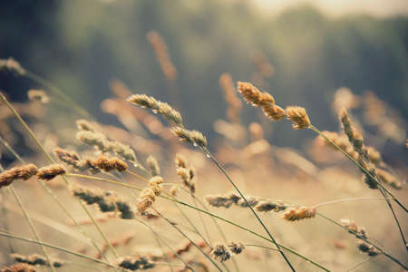nature, plants, wild, grass, sway, wind, nostalgic, still, bokeh, sepia, brown