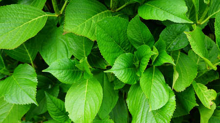 nature, plants, leaves, veins, green