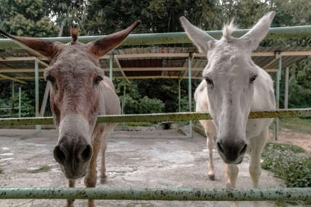 animals, mammals, donkeys, pen, zoos, sanctuary