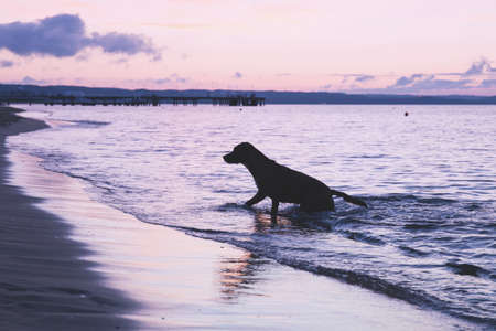 animals, dogs, domesticated, pets, adorable, cute, swim, play, nature, beach, shore, sand, water,...