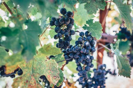 grapes, fruit, vines, leaves, plants, trees, branches, nature, outdoors, summer, food