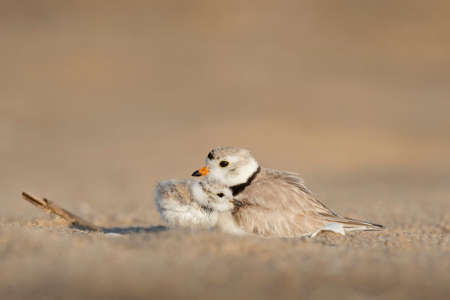 animals, birds, beautiful, gorgeous, feathers, beak, perch, mother, offspring, child, love, still,...