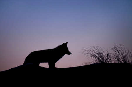 animals, wolves, land, grass, sky, gradient, pink, purple, shadows, silhouette
