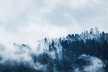 trees, forest, woods, nature, sky, clouds, fog