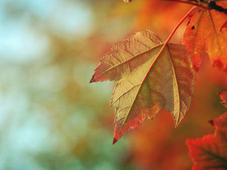 maple leaf, leaves, trees, branches, fall, autumn, nature
