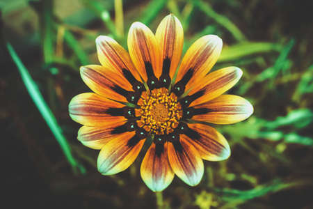 flower, petal, bloom, colorful, grass, leaves, nature, plant