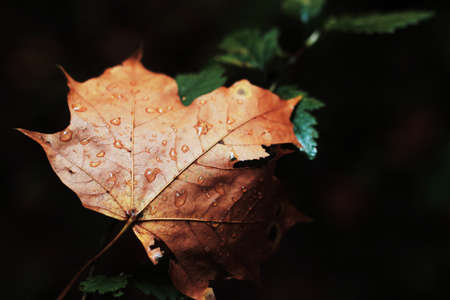 maple leaf, wet, rain, drops, nature, forest, dark