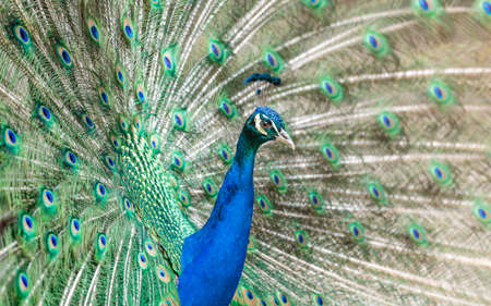 bird, peacock, feathers, animal, nature, blue, green, zoo, colorful