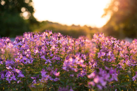 flower, purple, plant, nature, green, leaves, farm, garden, blur, bokeh, sunshine, sunrise, sunset,...