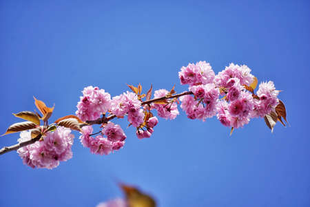 pink, flower, bloom, petal, leaves, plant, nature, sky, blue, sunny, sunrise, sunset, sunlight