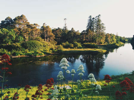 stream, water, river, green, grass, white, red, flowers, plants, nature, trees, sky, cloud,...