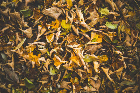 autumn, fall, leaves, yellow, nature